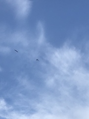 Ictinia mississippiensis