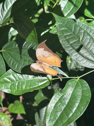 Pearly Leafwing