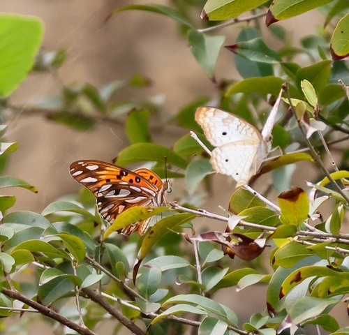 Dione vanillae maculosa