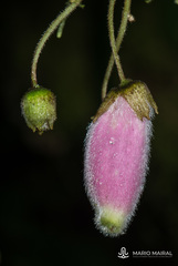 Kohleria affinis