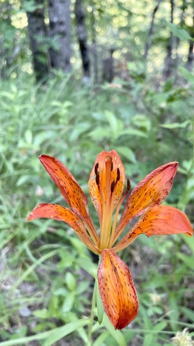 fire lily