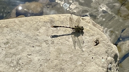 Small Pincertail