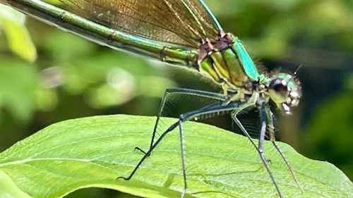 Banded Demoiselle
