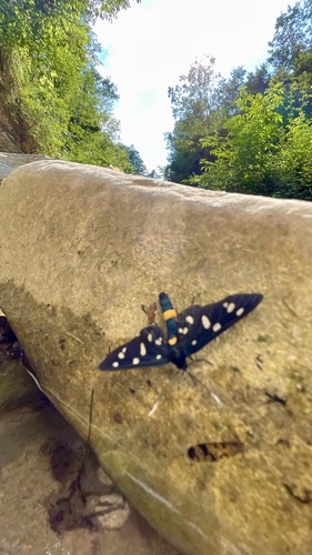 Nine-spotted Moth