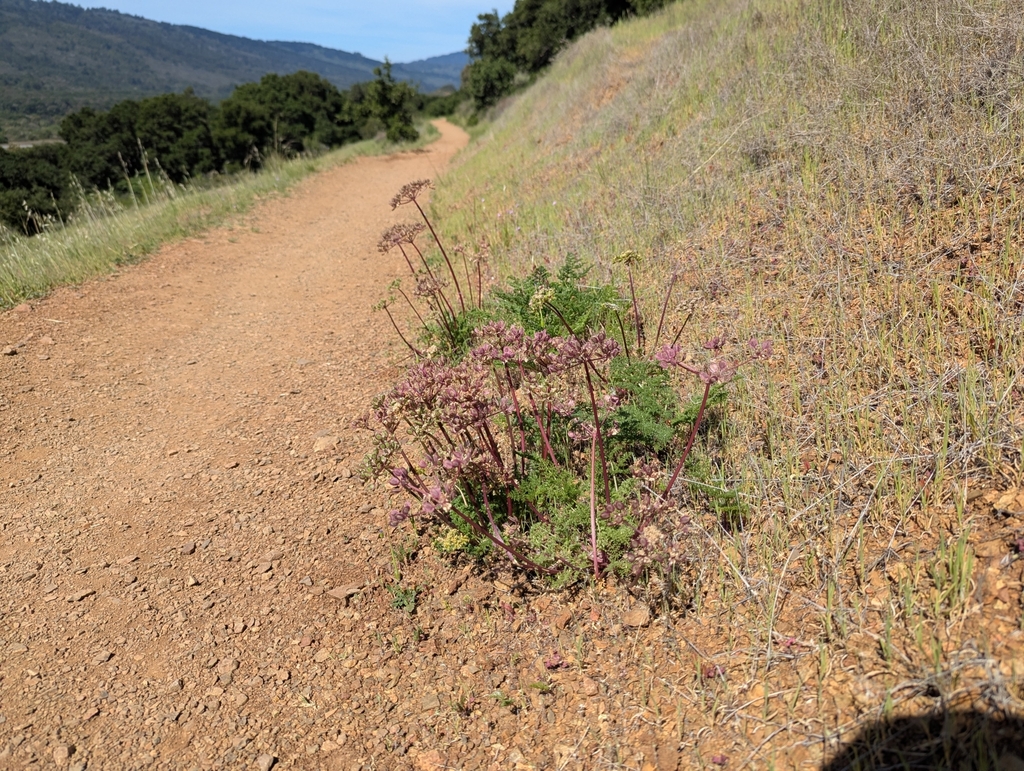 Lomatium dasycarpum; photograph (c) Alexander Wentworth, some rights reserved (CC BY)