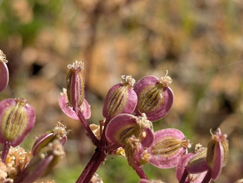 Lomatium dasycarpum, photograph 1