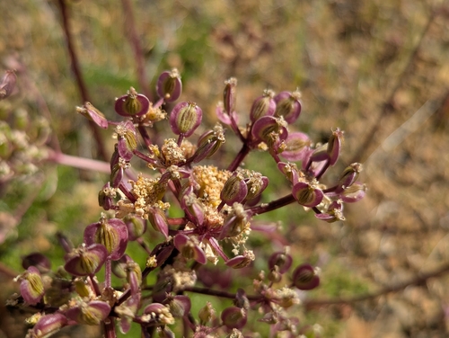 Lomatium dasycarpum, photograph 2