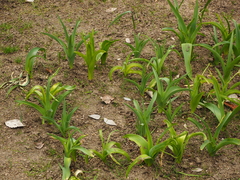 Allium schubertii
