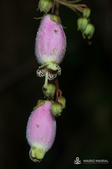 Kohleria affinis