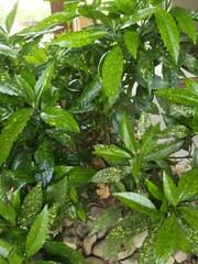 Aucuba japonica