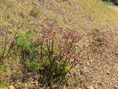 (c) Alexander Wentworth, some rights reserved (CC BY) Lomatium dasycarpum, photograph (c) Alexander Wentworth, some rights reserved (CC BY)