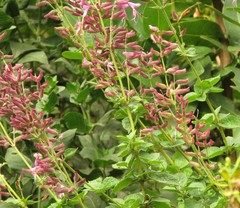 Syncolostemon latidens