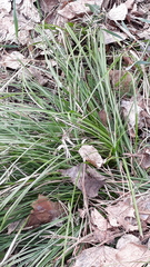 Carex pediformis macroura