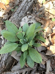 Hackelia virginiana