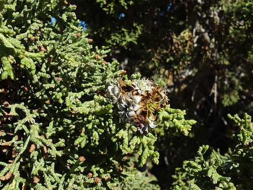 iNaturalist observation photo of Walshomyia