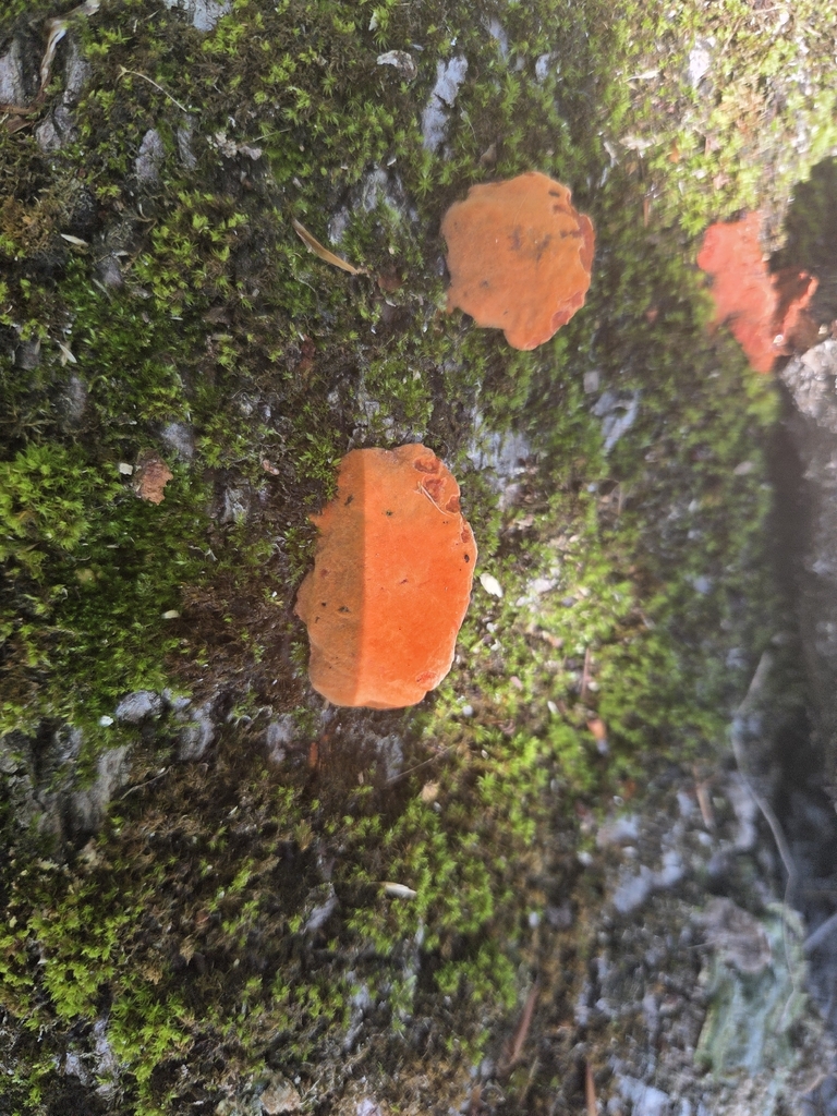 Northern Cinnabar Polypore · June 2026 · photo: Photo: (c) Luke Wildfire, some rights reserved (CC BY) · iNaturalist