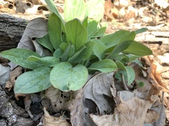 Hackelia virginiana