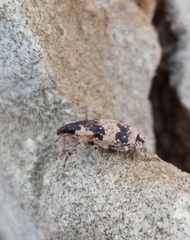 Bothynoderes affinis