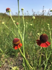 Helenium flexuosum