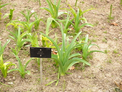 Allium schubertii