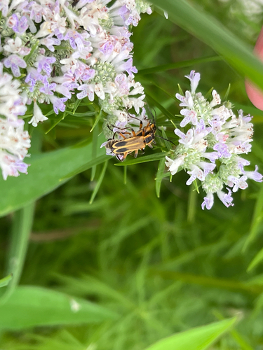 Margined Leatherwing Beetle