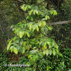 Aquilaria sinensis