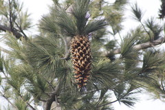Pinus stylesii