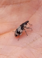 Bothynoderes affinis