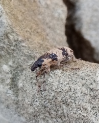 Bothynoderes affinis