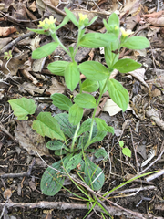 Lithospermum tuberosum