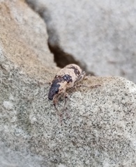 Bothynoderes affinis