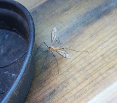 Tipulinae