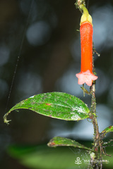 Macleania