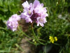 Armeria saviana