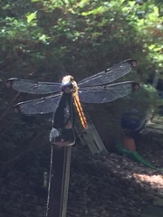 Libellula axilena