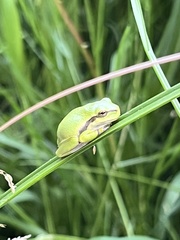 European Tree Frog