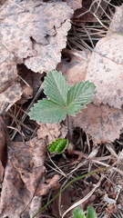 Fragaria viridis