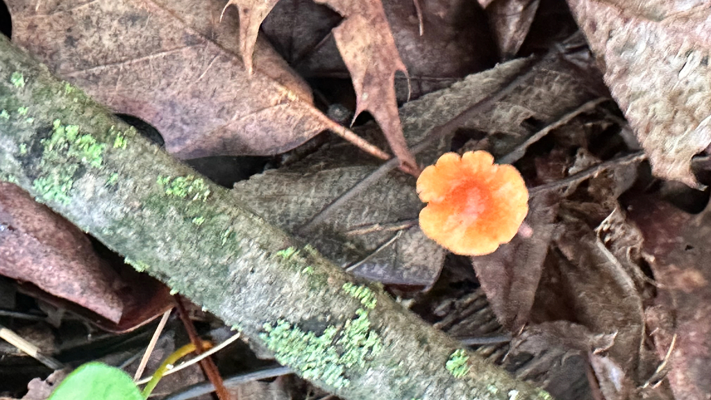 Marasmius sullivantii