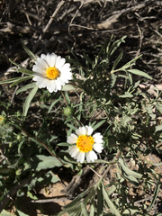 Layia glandulosa