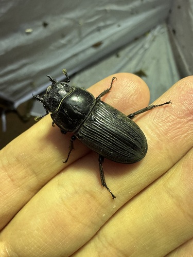 Dorcus tityus