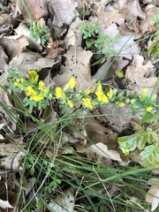 Chamaecytisus ratisbonensis