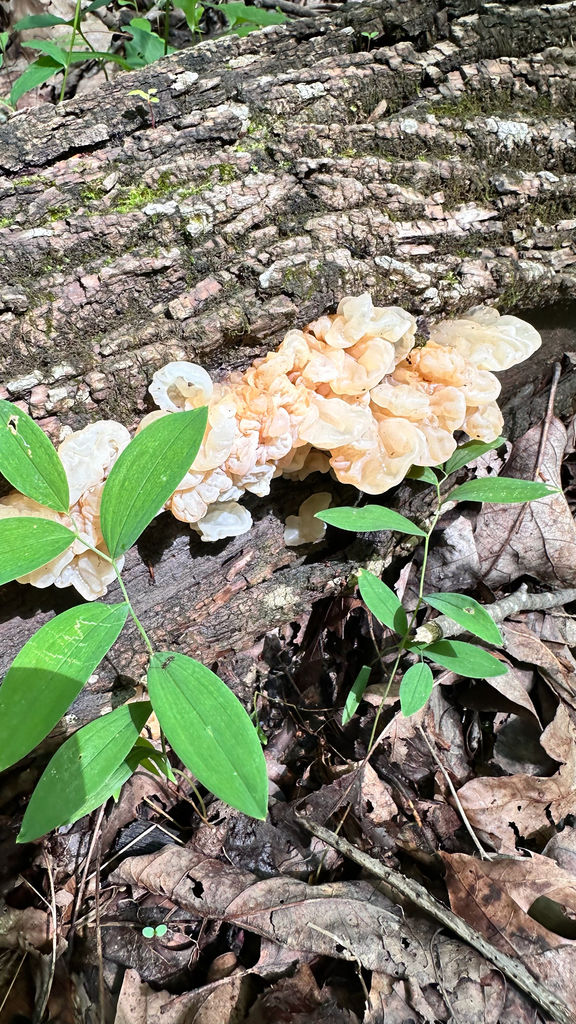 white jelly fungus · June 2026 · photo: Photo: (c) Christa Billias, some rights reserved (CC BY) · iNaturalist