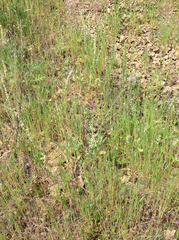 Thysanocarpus curvipes