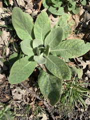 Verbascum thapsus