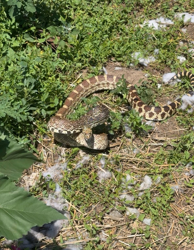 Bullsnake
