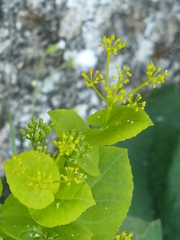 Smyrnium perfoliatum perfoliatum