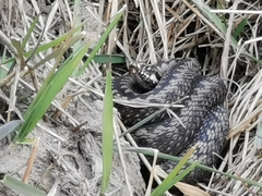 Vipera berus berus