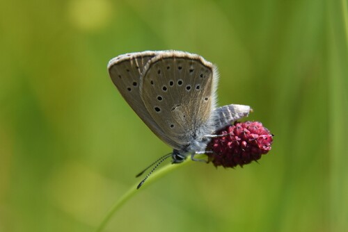 Scarce Large Blue