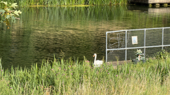 Mute Swan