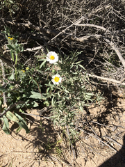 Layia glandulosa